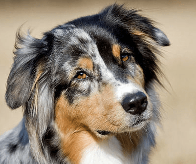 Such a cute mottled working dog.