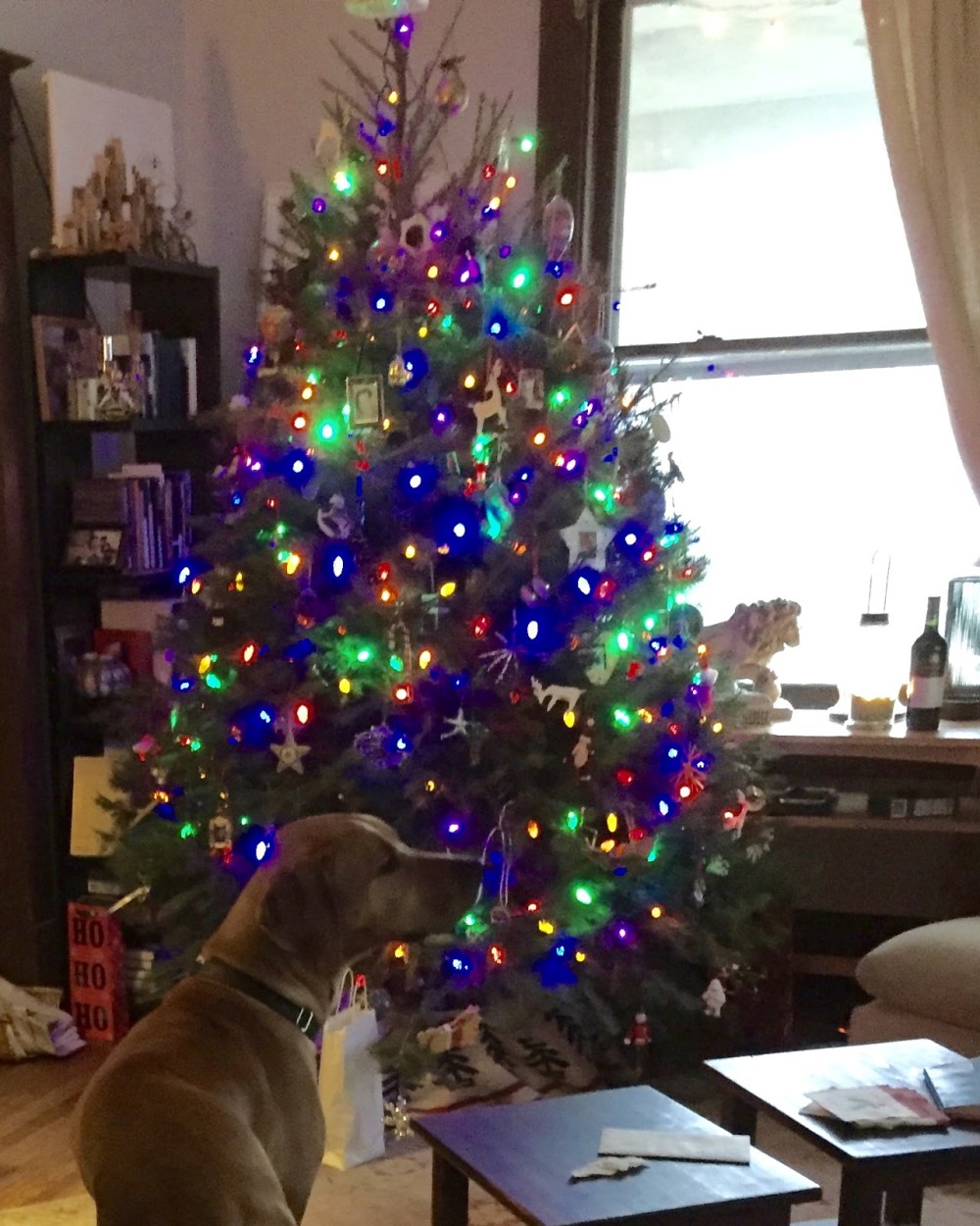 Dog reviewing the lit up Christmas tree.