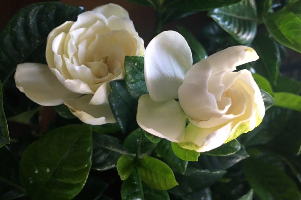 Gardenias. Pretty, no?