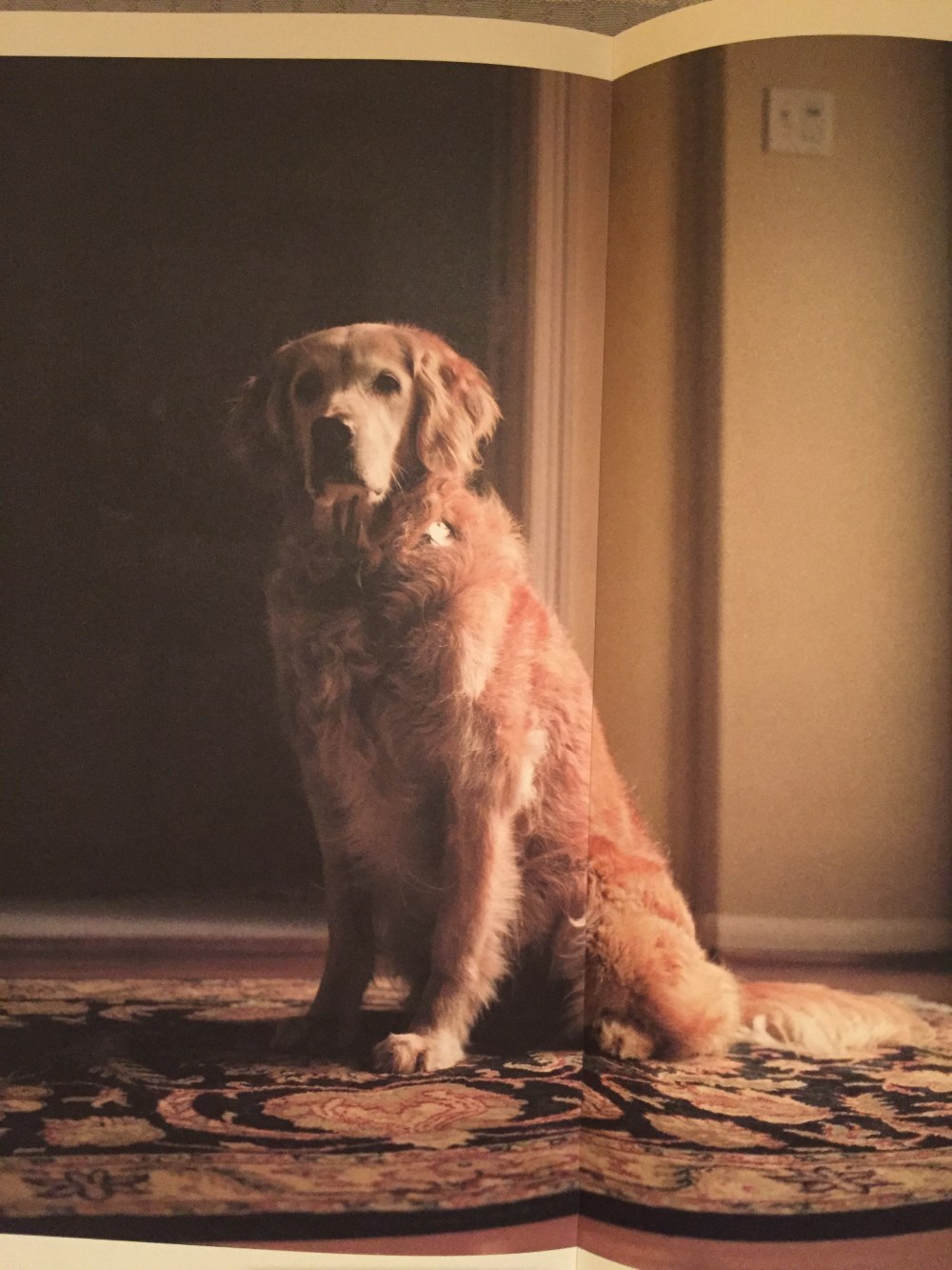 Bretange, 9/11 rescue dog. From the book "Retrieved" by photographer Charlotte Dumas.