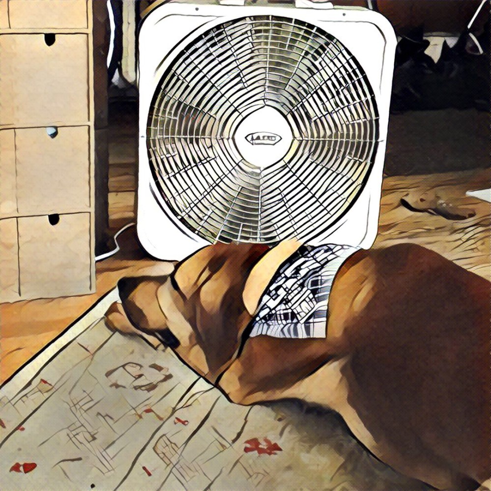 A very hot dog takes advantage of the box fan.