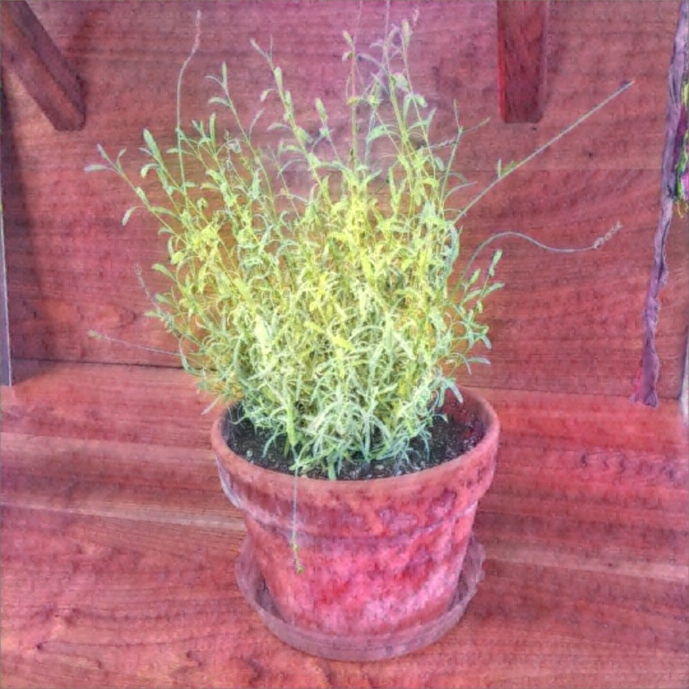 A potted plant with a leggy herb of some sort sitting on a potting bench.