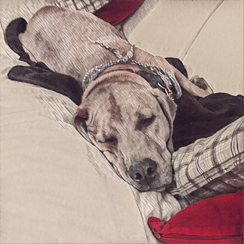 The beast. A bit too relaxed. On the couch.