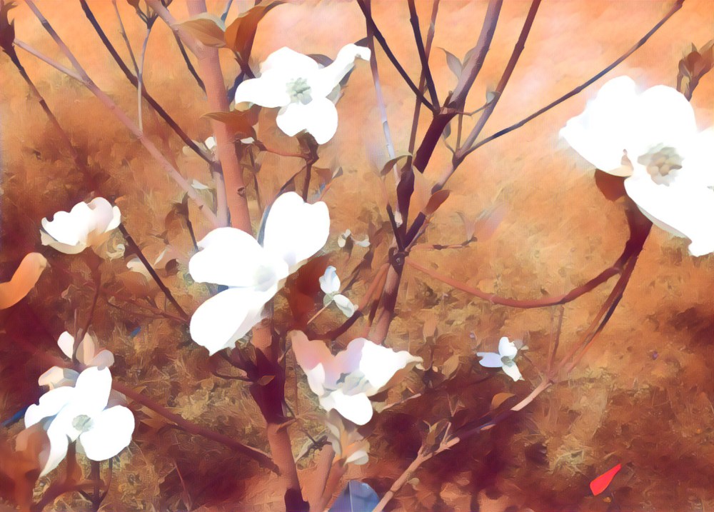The flowers on my new dogwood tree.